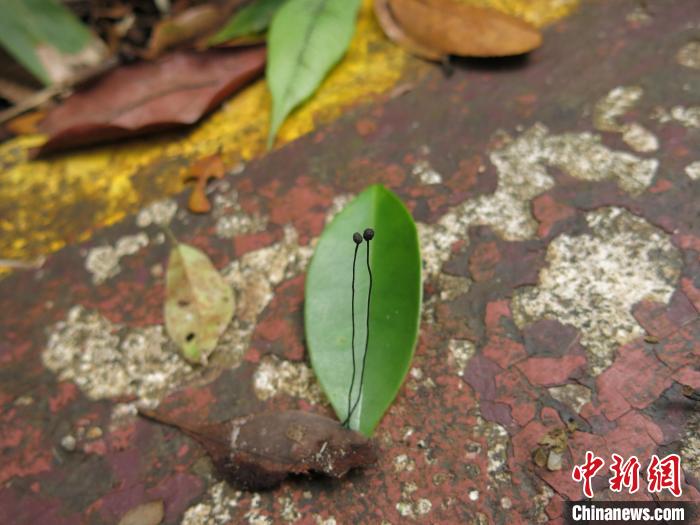 海南热带雨林国家公园,真菌新物种 海南热带雨林国家公园,真菌新物种