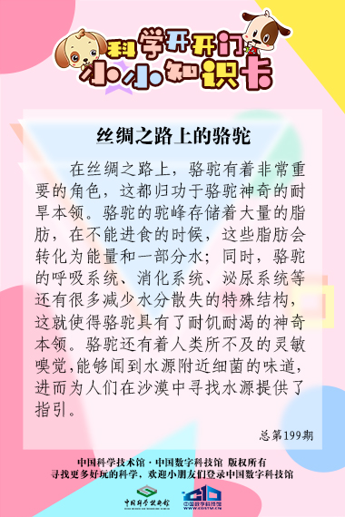 丝绸之路;骆驼